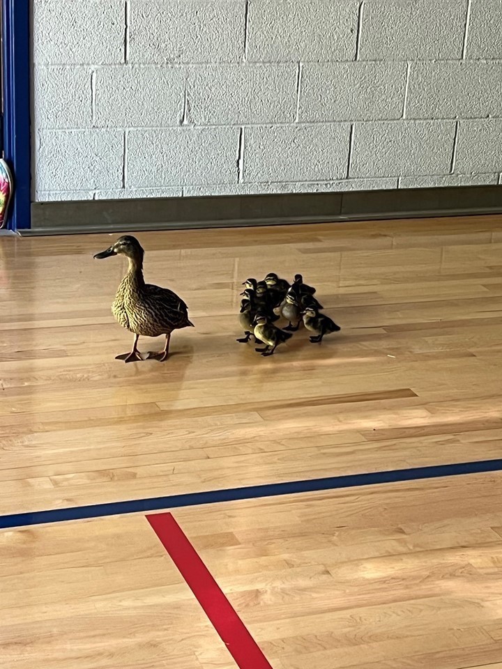 Momma Duck was ready to mover her babies out of the patio at Metzenbaum Center!!
